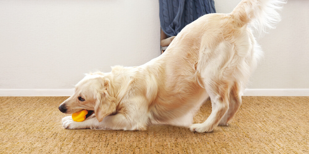 golden retriever playing with his toy