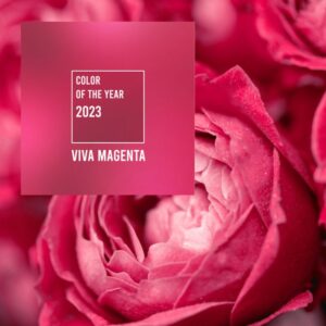 Viva Magenta at Classique Floors + Tile