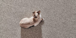 Nylon Carpet Purrfection from Anderson Tuftex