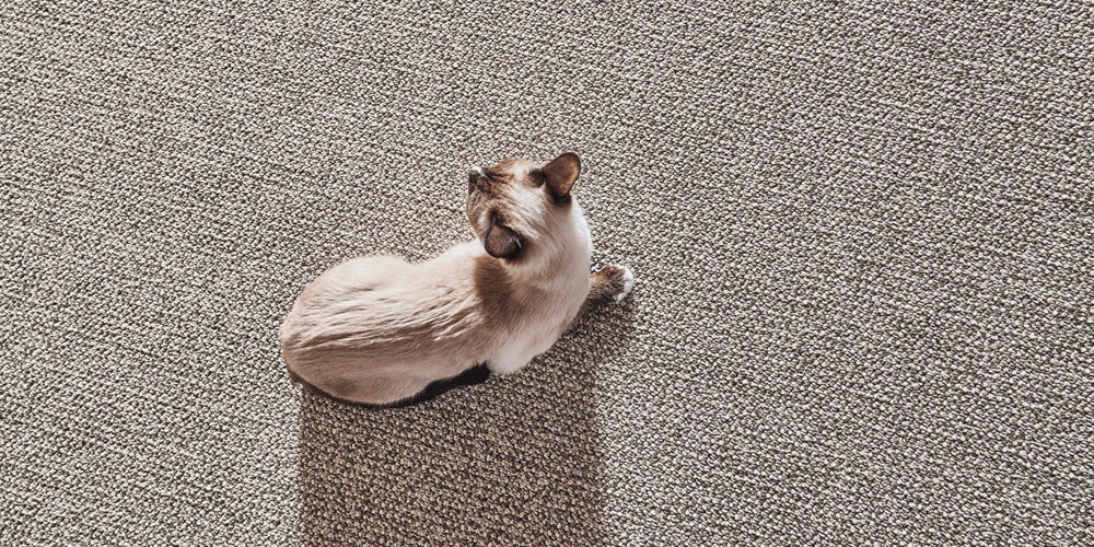 Nylon Carpet Purrfection from Anderson Tuftex