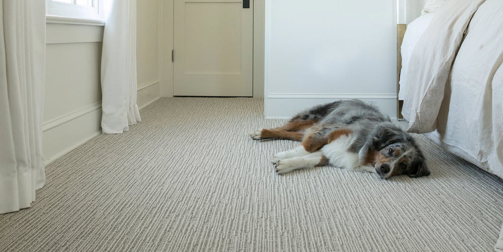 Dog laying on carpet floor | Classique floors + tile